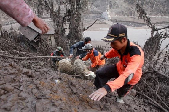 Rescuers evacuate sheep after Mount Semeru eruption at Sumberwuluh village in Lumajang, East Java, Indonesia, Dec. 5, 2021. (Photo by Bayu Novanta/Xinhua)