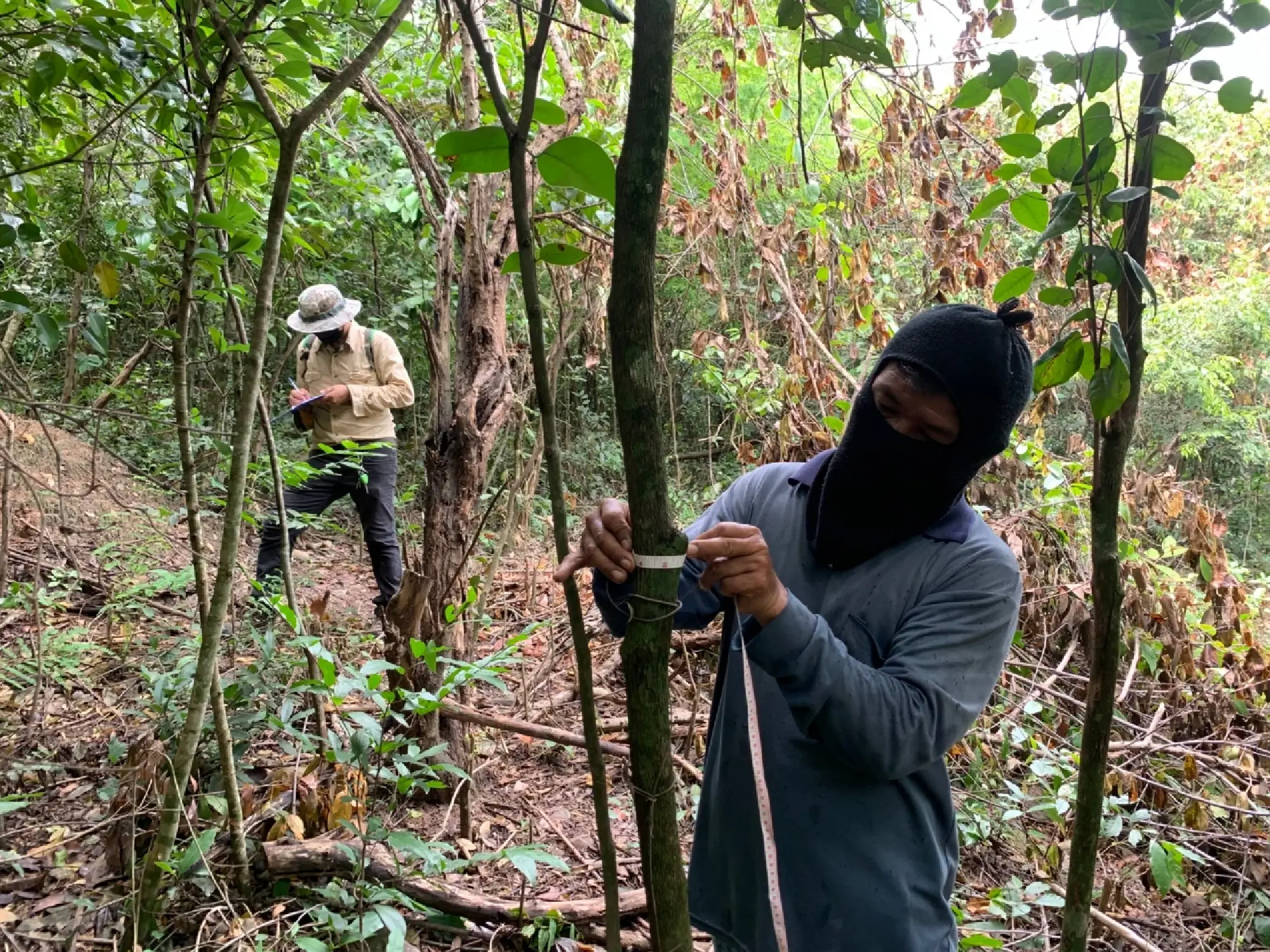 CP Foods forestation project received recognition from Low Emission Support Scheme  