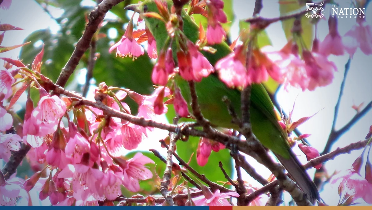 Chiang Mais Huai Nam Dang National Park beckons as temperatures drop