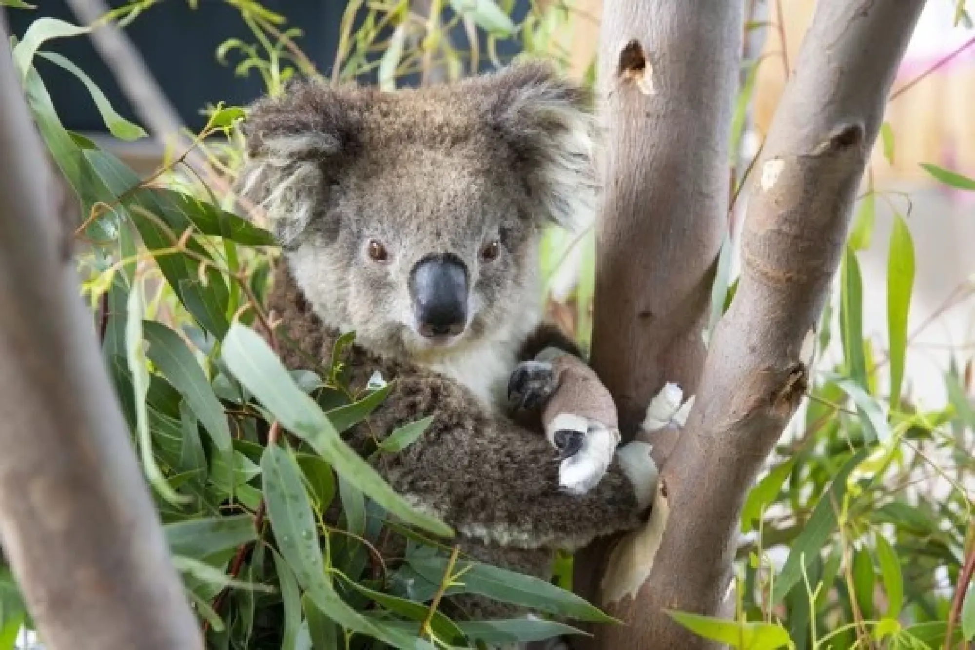 Photo taken on Dec. 6, 2020 shows a koala with bandaged paws sitting amongst gum leaves near the Melbourne Zoo Vet Clinic in Melbourne, Australia. (Zoos Victoria/Handout via Xinhua)