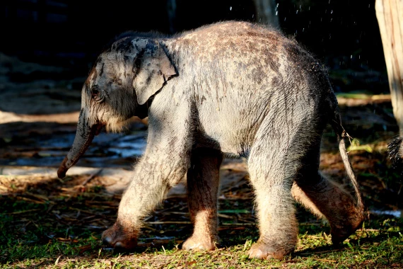The two-day-old baby male elephant is seen at the Wingabaw Elephant Camp in Bago region, Myanmar on Jan. 23, 2022. (Xinhua/U Aung)