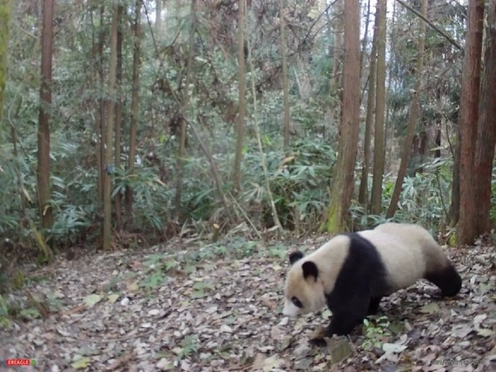 Photo taken by an infrared camera on Nov. 23, 2021 shows the giant panda named Xiaohetao in the wild.(Xinhua)