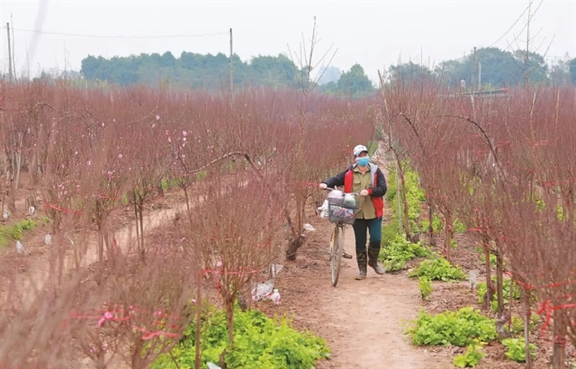 A working day of the peach farmers in Nhật Tân starts very early. — VNS Photo Trương Vị