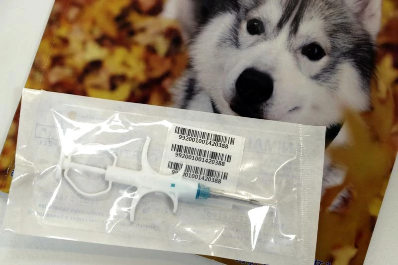 A dog is prepared for an injection to embed an ID chip. (WANG JING / CHINA DAILY)