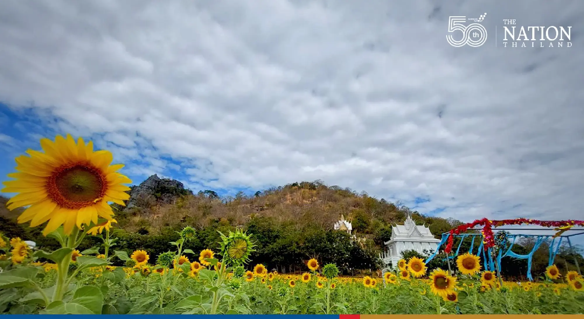 TAT turns Lopburi sunflower field into a maze