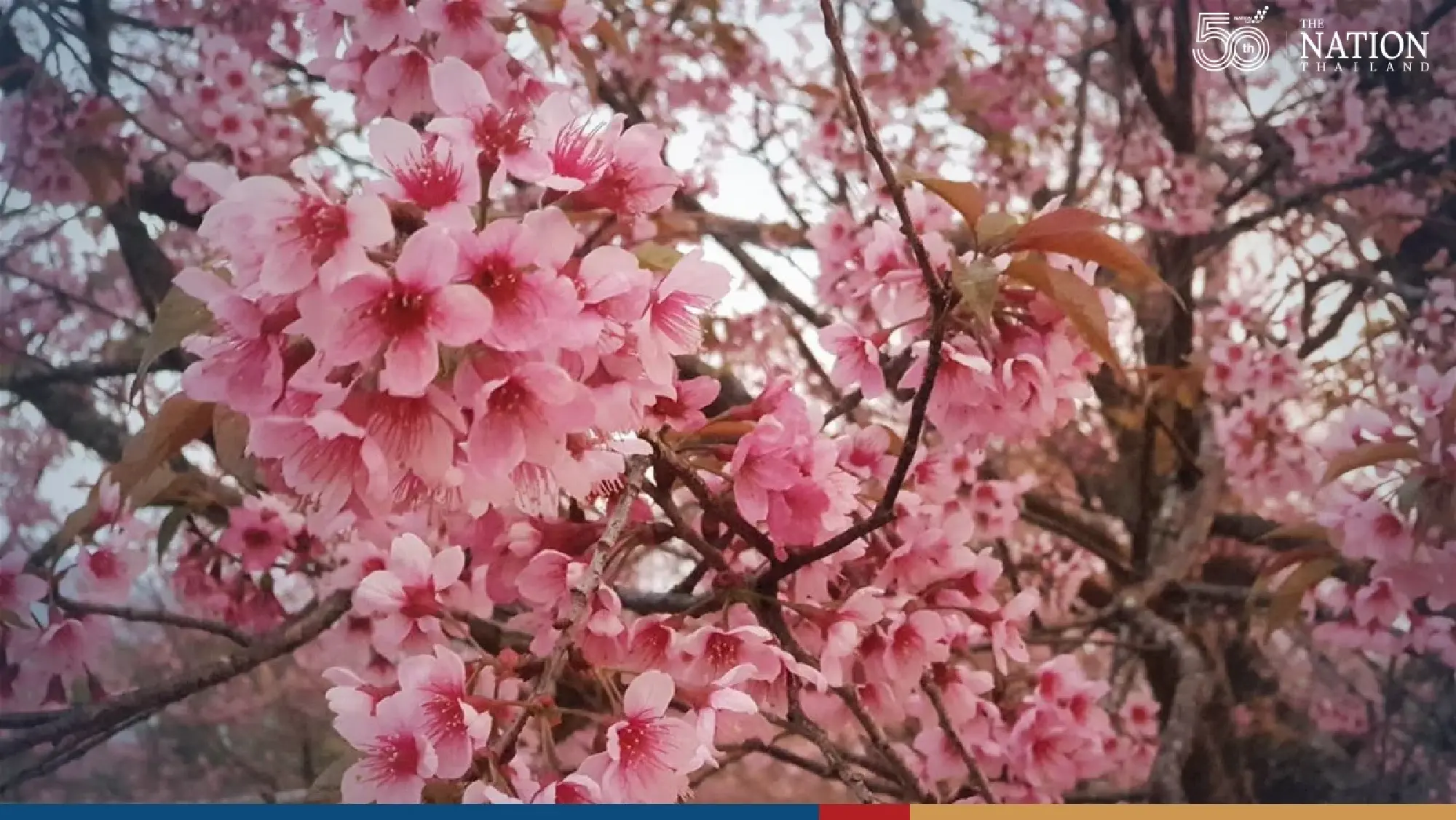 Thousands flock to Doi Inthanon to catch glimpse of frost, Queen Tiger flowers