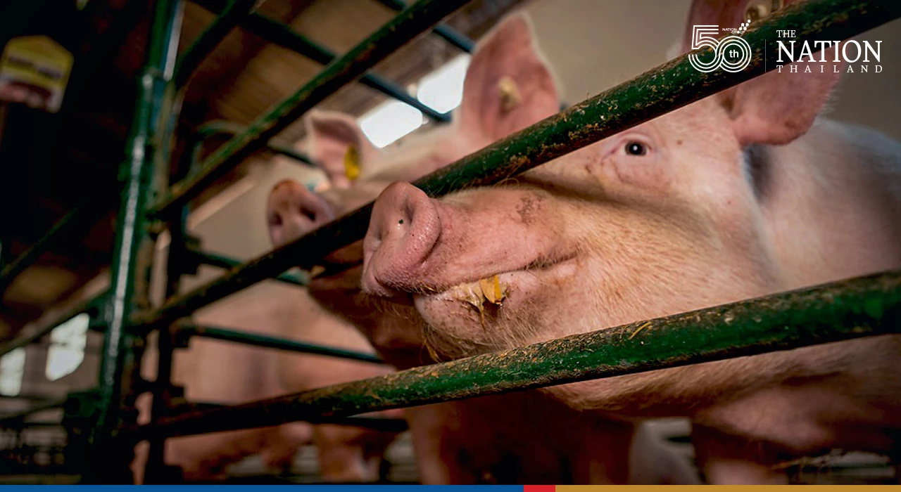 Agriculture Ministry will seek Bt2.9 billion to fight ASF