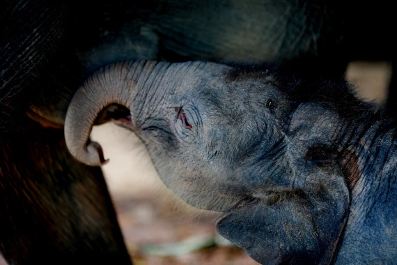 Mother elephant breastfeeds a two-day-old baby male elephant at the Wingabaw Elephant Camp in Bago region, Myanmar on Jan. 23, 2022. (Xinhua/U Aung)