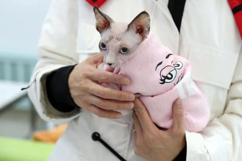 A cat has a health check at the hospital in November. (WANG JING / CHINA DAILY)