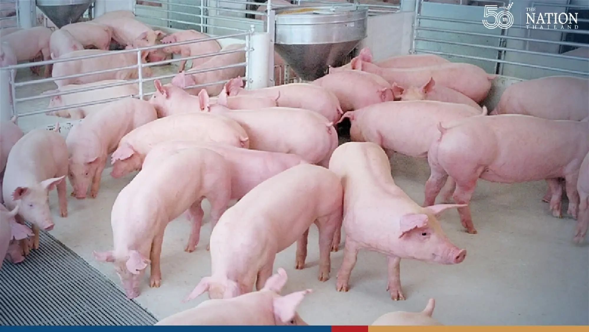 Only way out of ASF crisis is vaccines, rehab of small farms, says expert