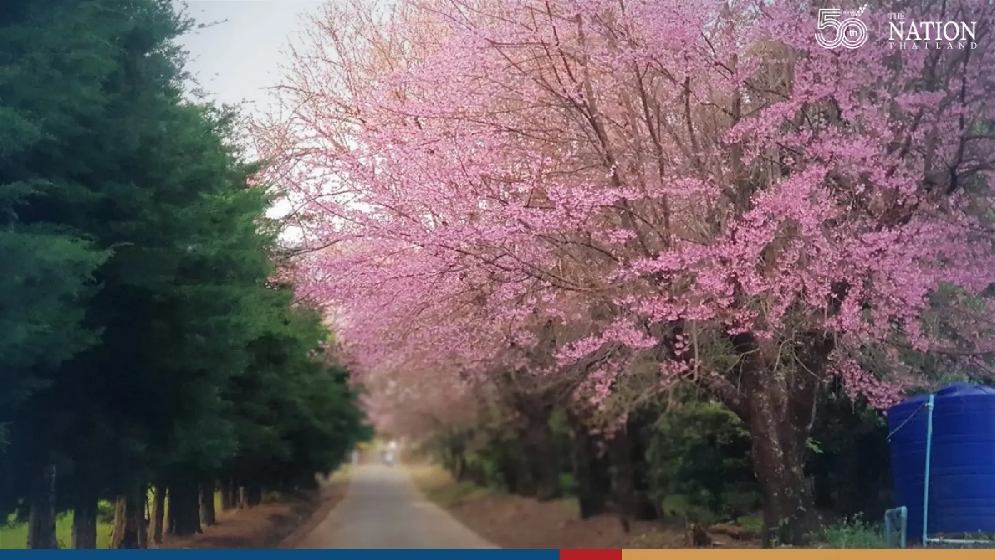 Thousands flock to Doi Inthanon to catch glimpse of frost, Queen Tiger flowers