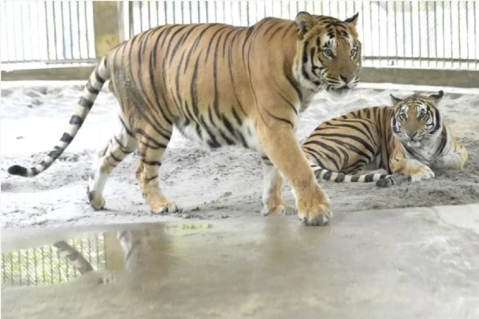 Photo taken on Jan. 26,2022. shows two Royal Bengal Tigers in Bangladesh's National Zoo in Dhaka, Bangladesh. (Xinhua) 