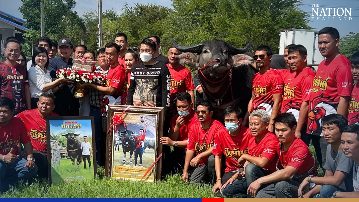 Buffalo stud sells for record-breaking 6.5 million baht in Chonburi