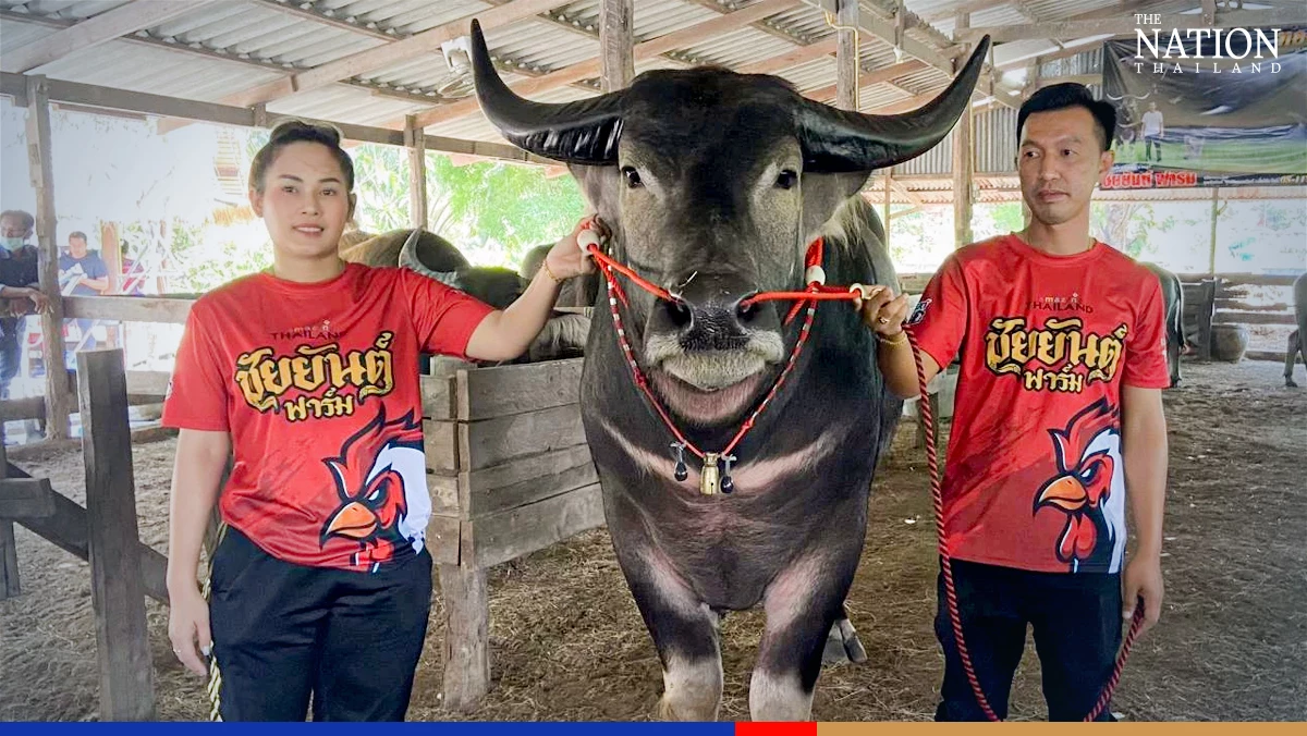 Buffalo stud sells for record-breaking 6.5 million baht in Chonburi
