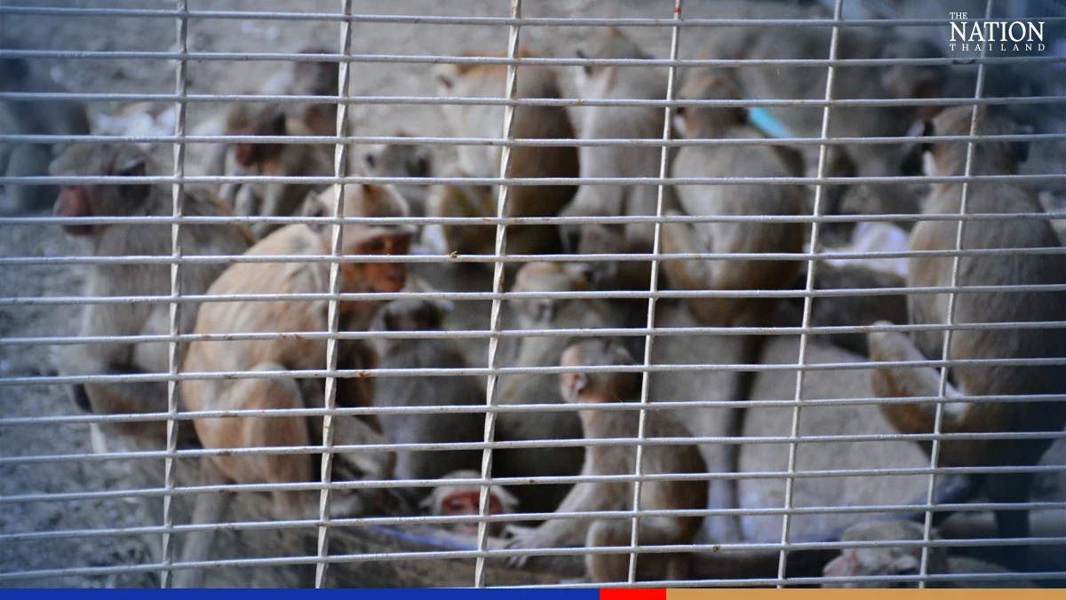 Phetchaburi macaques neutered to defuse population explosion