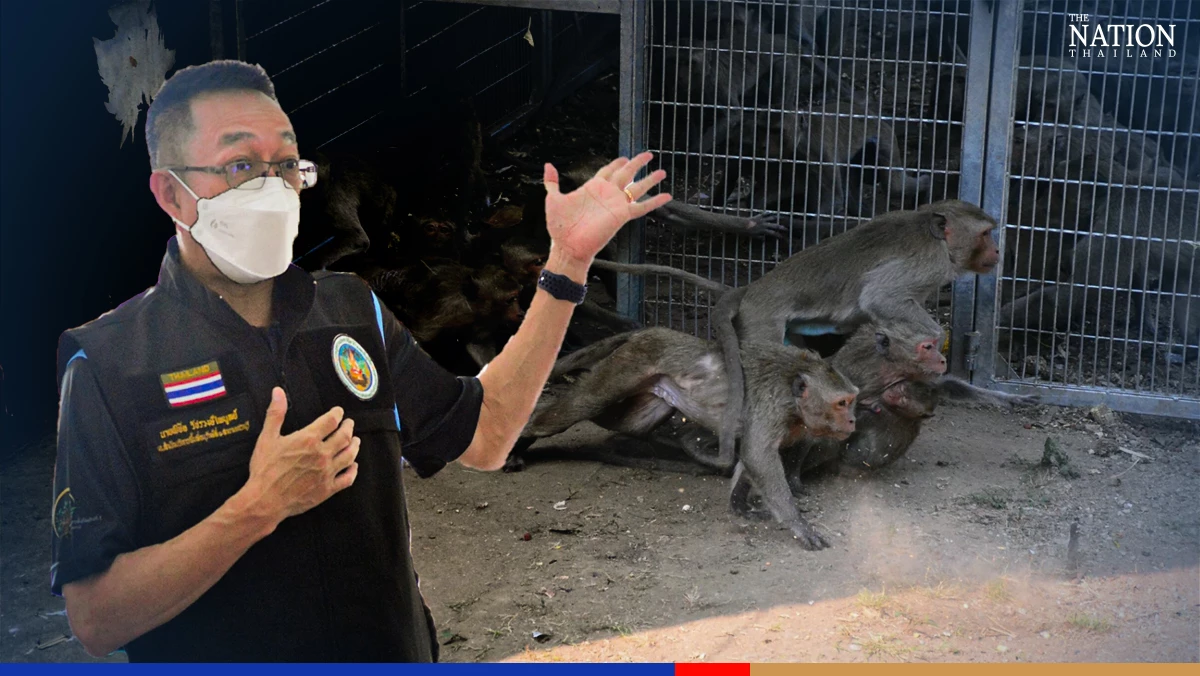 Phetchaburi macaques neutered to defuse population explosion