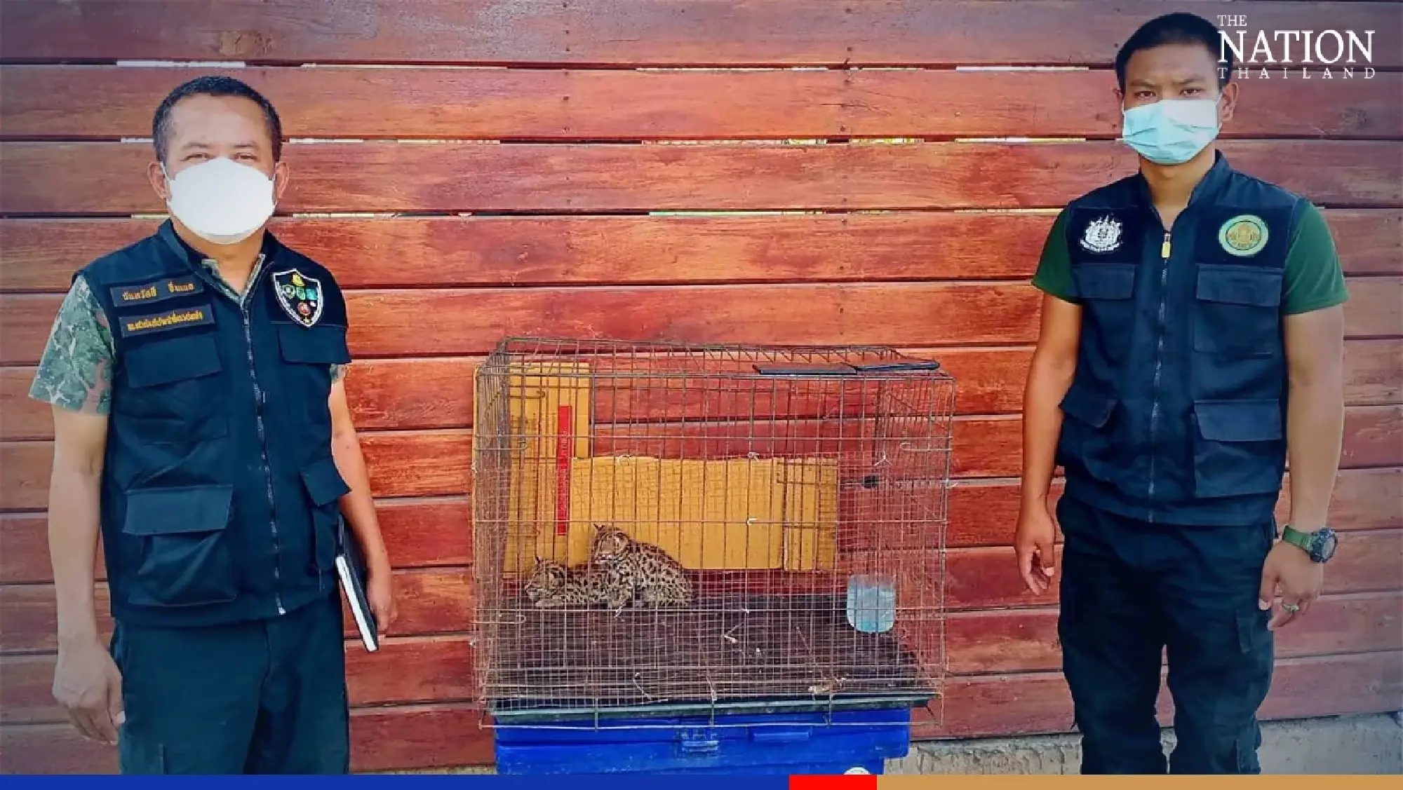 Two rare fishing cat kittens found abandoned in Tak