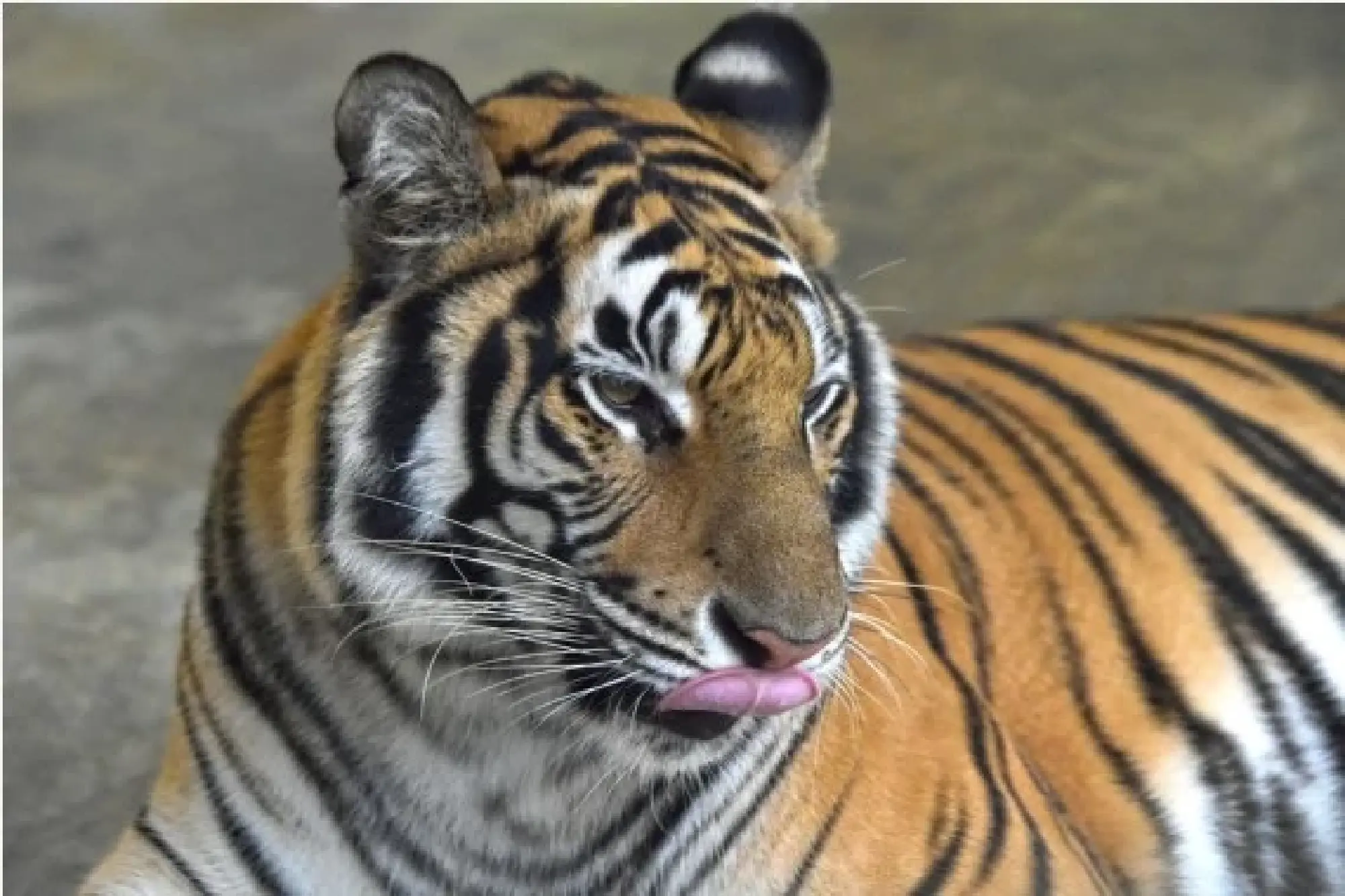 Photo shows a beautiful Royal Bengal Tiger in Bangladesh's National Zoo in Dhaka, Bangladesh on Jan. 26, 2022. (Xinhua) 