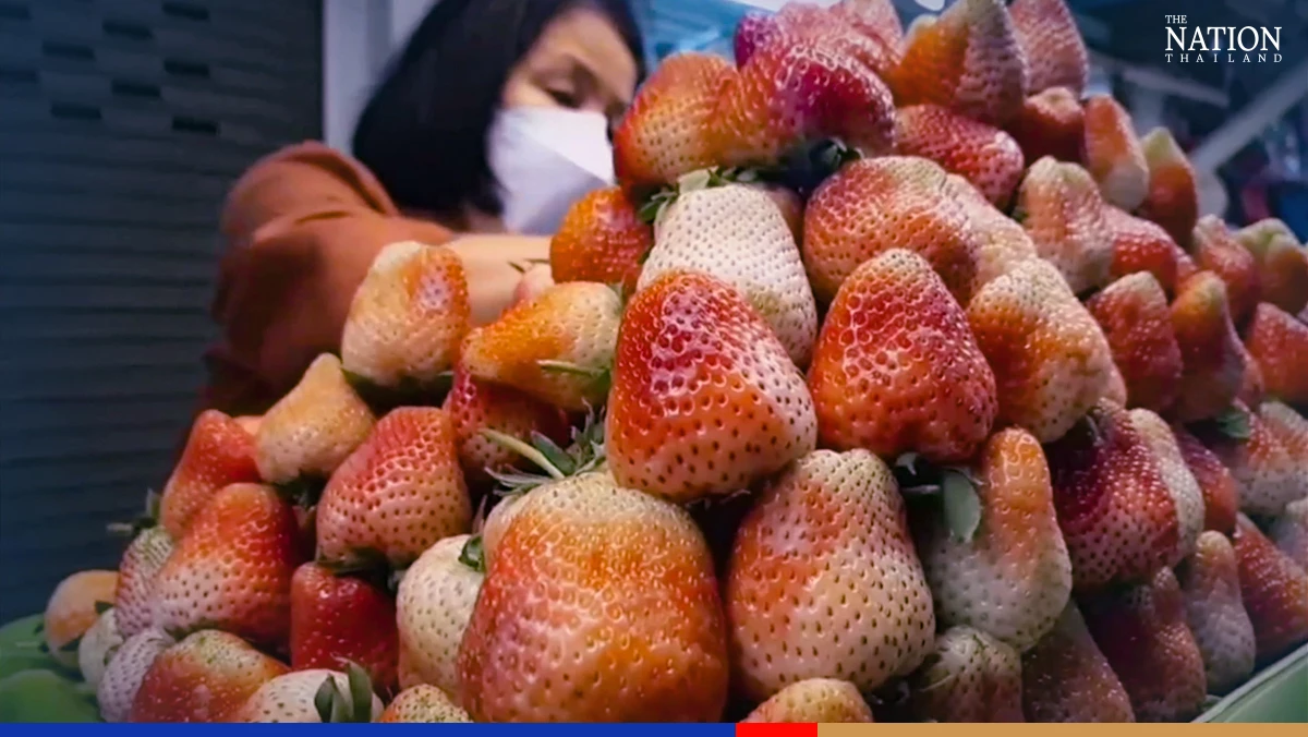 Chiang Mai’s strawberry fields eye record online harvest
