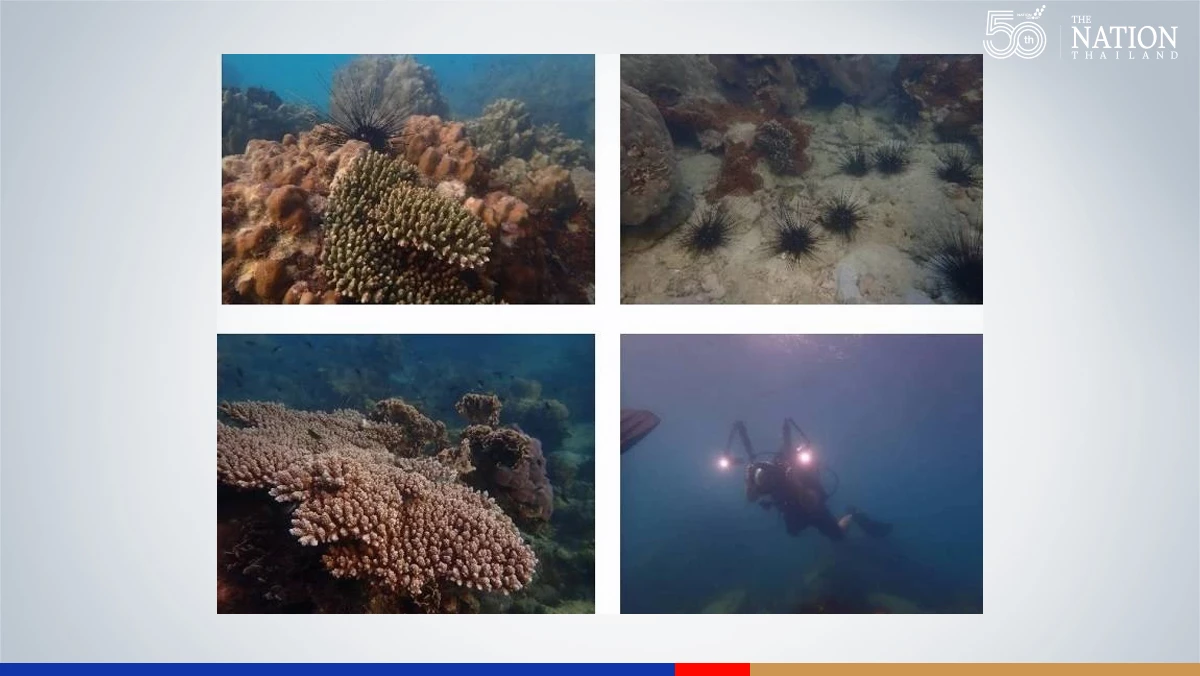 Marine ecosystem generally unaffected by oil leak, claim authorities