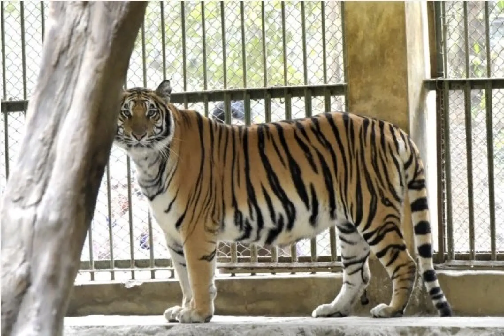 A Royal Bengal Tiger is seen in Bangladesh's National Zoo in Dhaka, Bangladesh on Jan. 26, 2022. (Xinhua)