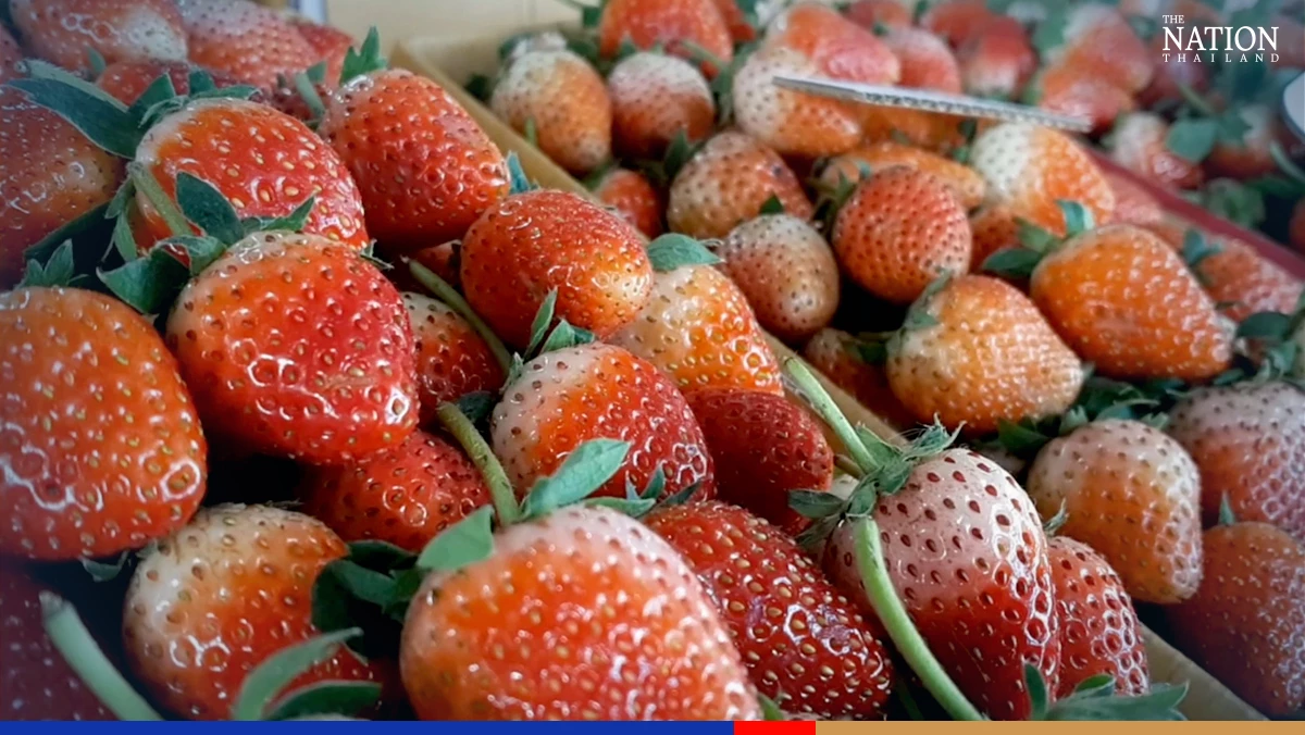 Chiang Mai’s strawberry fields eye record online harvest