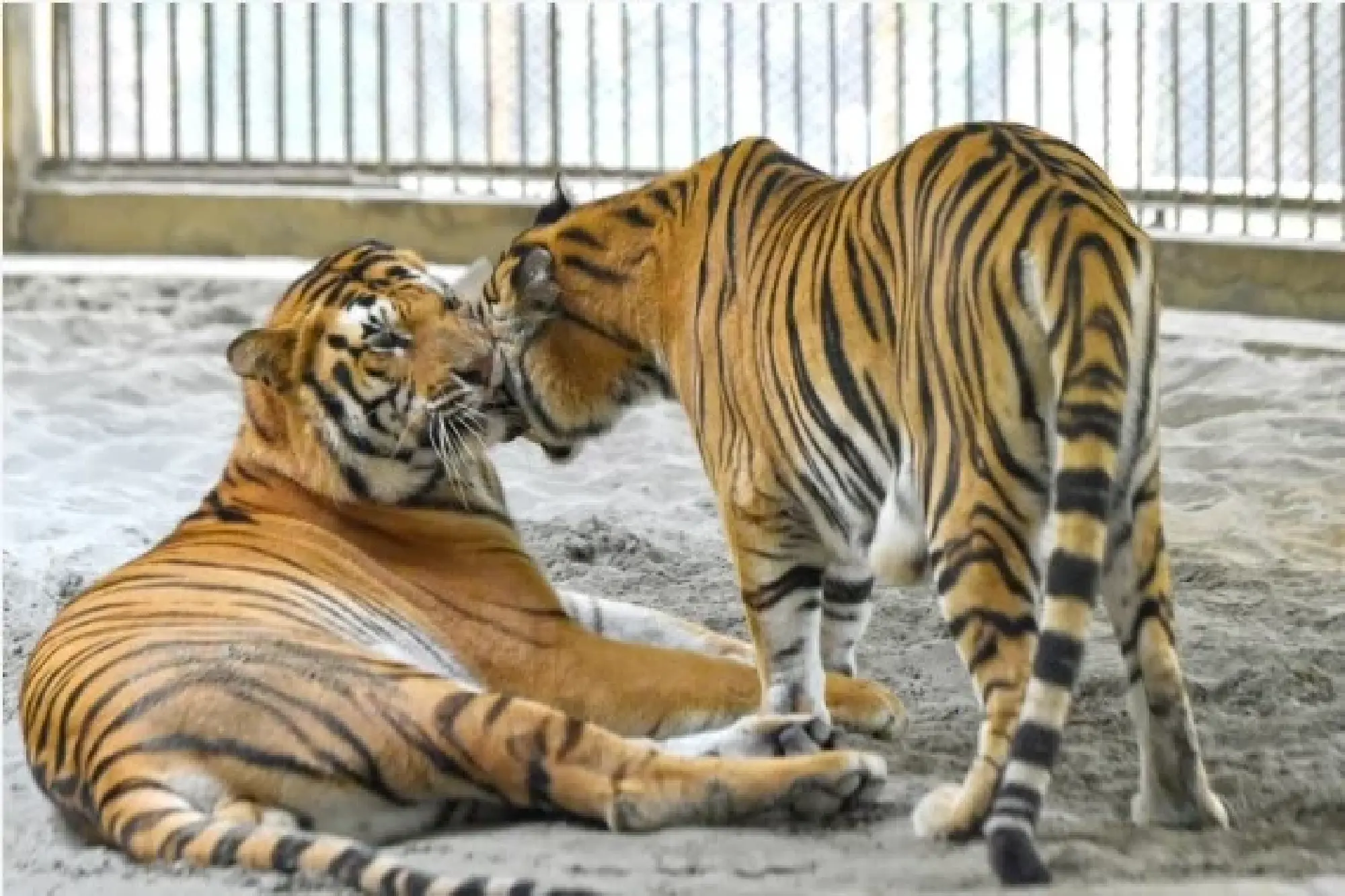 Photo taken on Jan. 26, 2022, shows two Royal Bengal Tigers in Bangladesh's National Zoo in Dhaka, Bangladesh. (Xinhua)