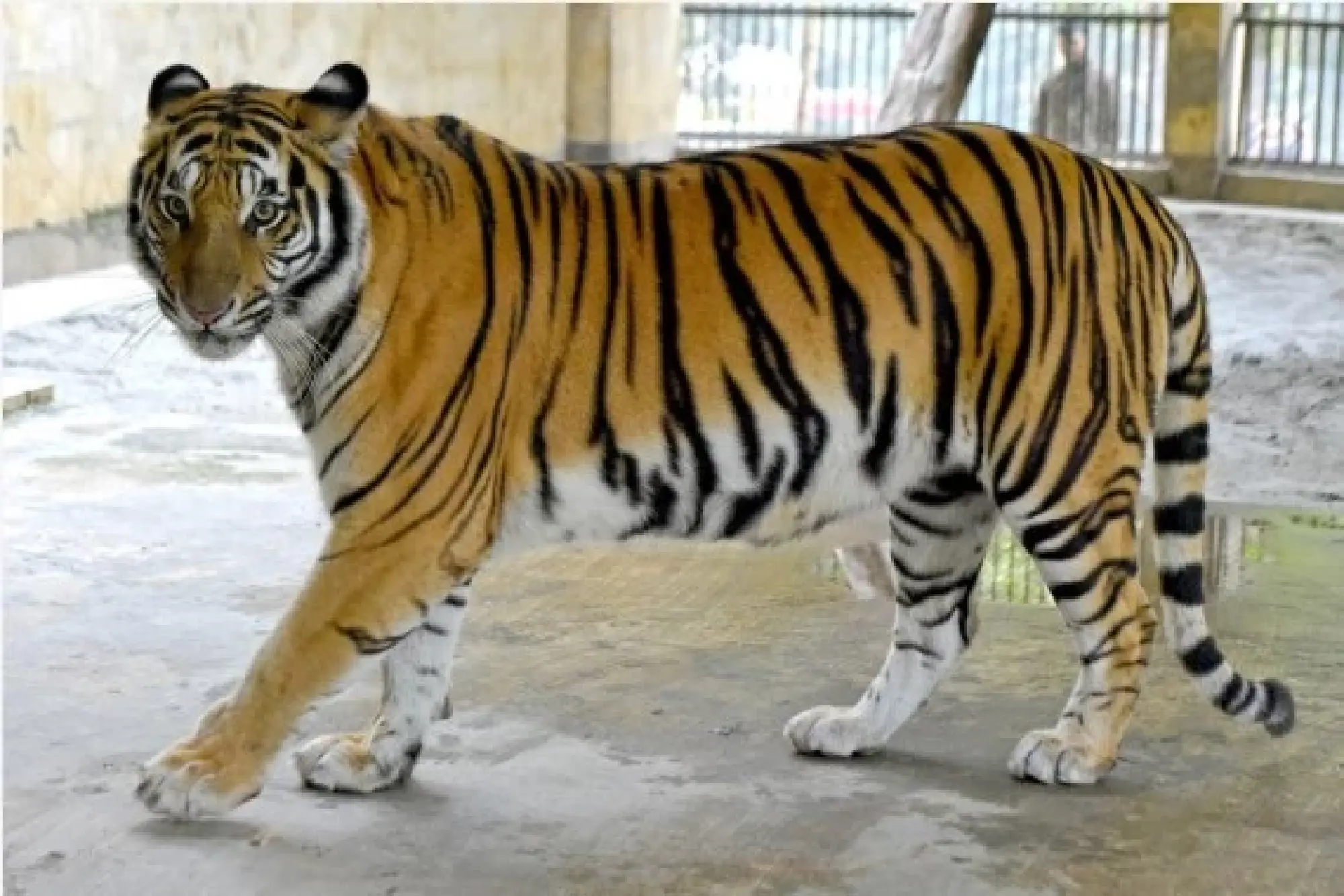 Photo shows a beautiful Royal Bengal Tiger in Bangladesh's National Zoo in Dhaka, Bangladesh on Jan. 26, 2022. (Xinhua)