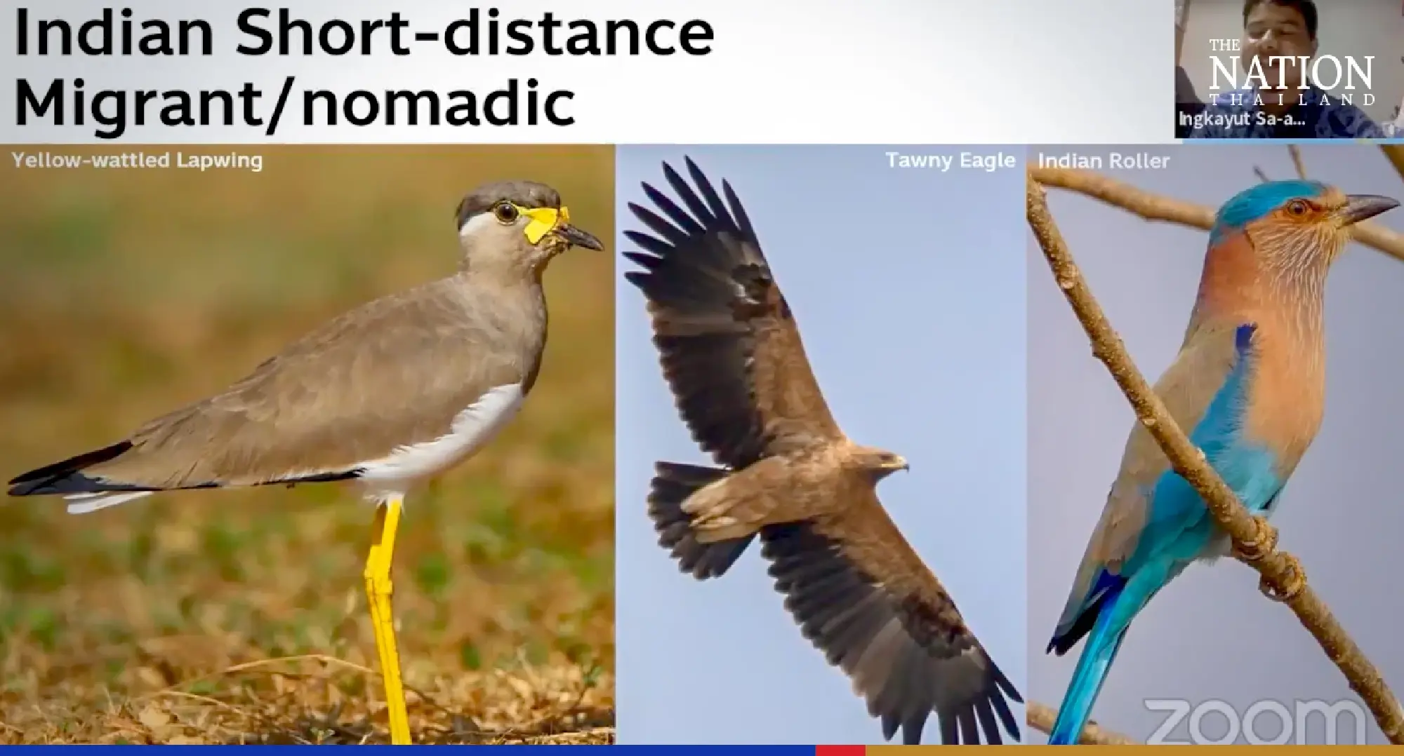 The secret lives of Thai migratory birds – and how to spot them