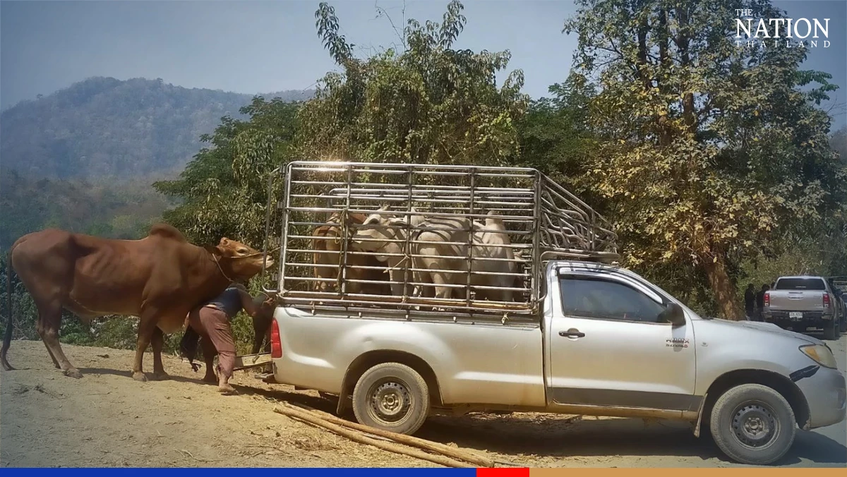 Cowboys foiled: Myanmar smugglers flee leaving cattle on Thai riverbank