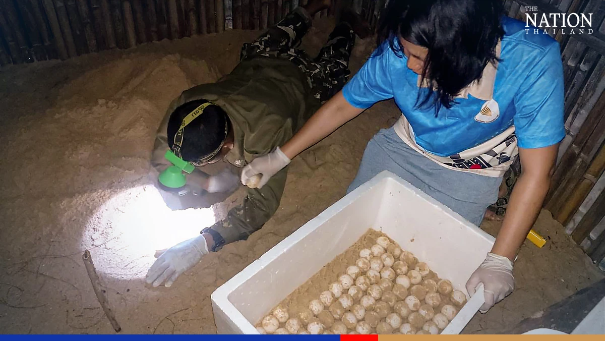 Phang Nga welcomes green sea turtle eggs for 4th time this year