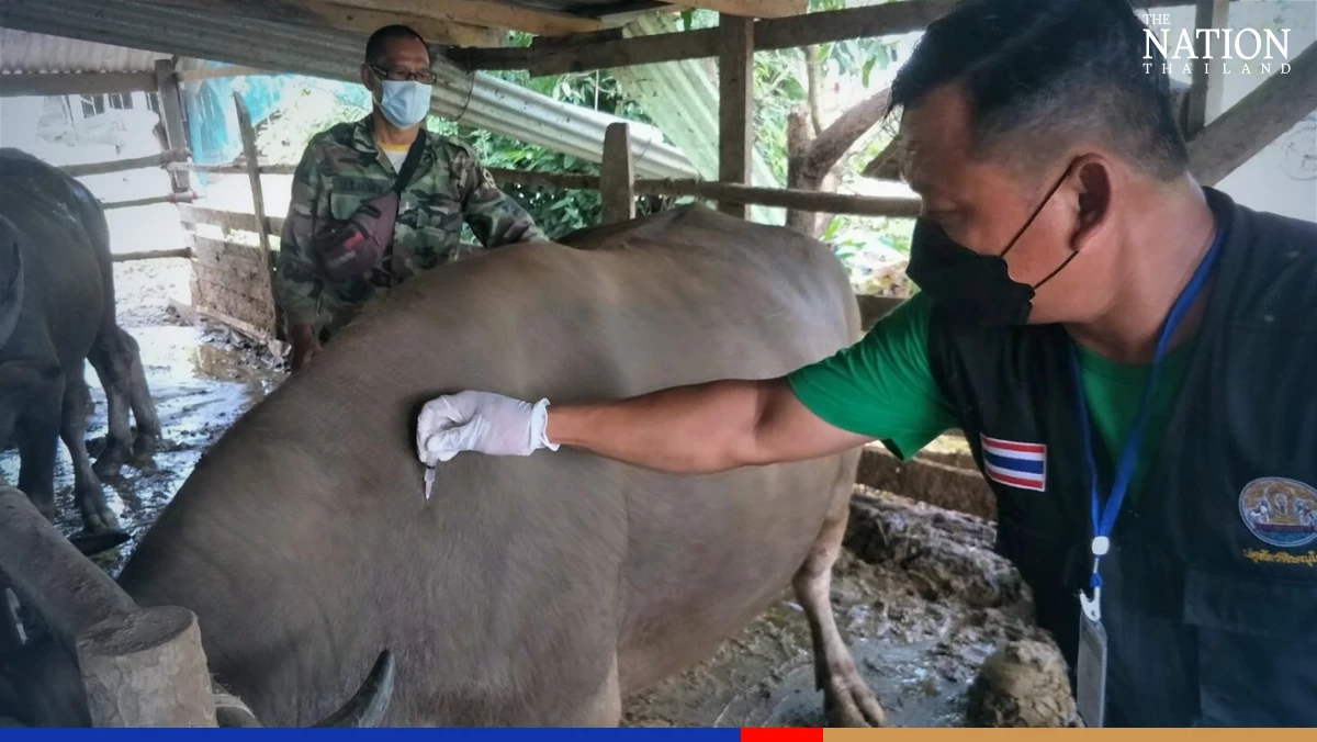 Home-made vaccine for cattle disease expected to cut imports by THB280m