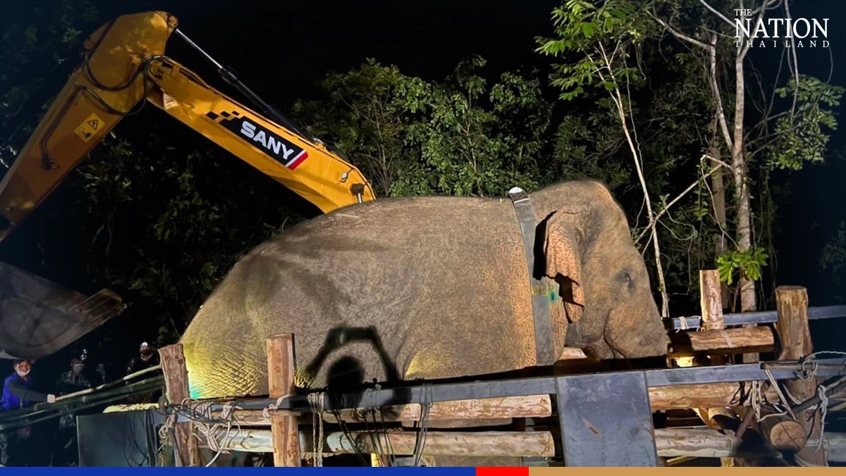 Rogue ‘10-wheel truck’ captured and moved to Chachoengsao wildlife sanctuary
