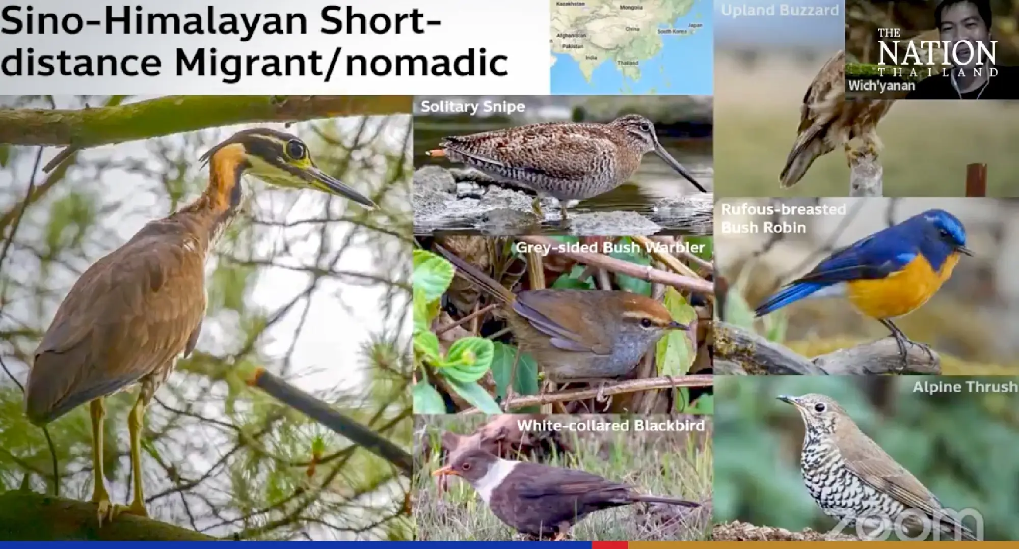 The secret lives of Thai migratory birds – and how to spot them