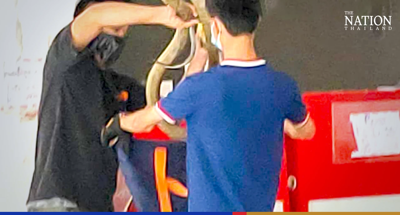 Shocking! There’s a king cobra in my parcel