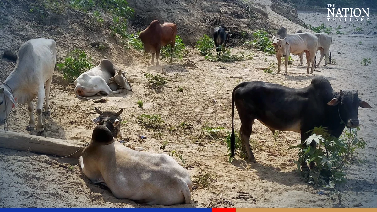 Cowboys foiled: Myanmar smugglers flee leaving cattle on Thai riverbank