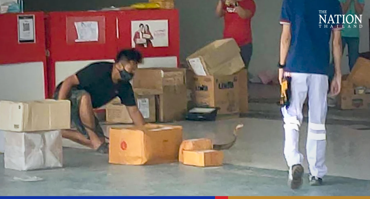 Shocking! There’s a king cobra in my parcel