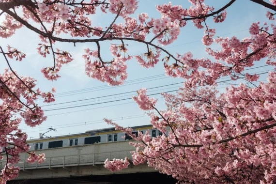 Photo taken on March 9, 2022, shows cherry blossoms near the Kyunaka River in Tokyo, Japan. (Xinhua/Zhang Xiaoyu)