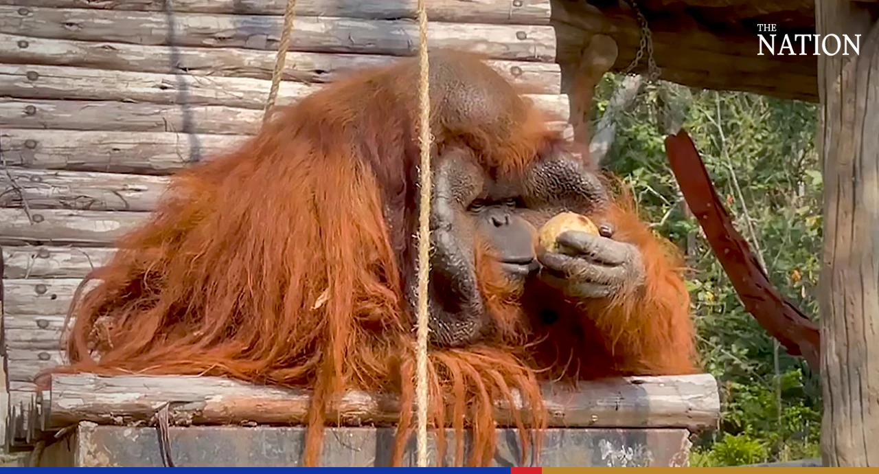 Chiang Mai Zoo sets up firebreaks, cools down animals as temperature rises
