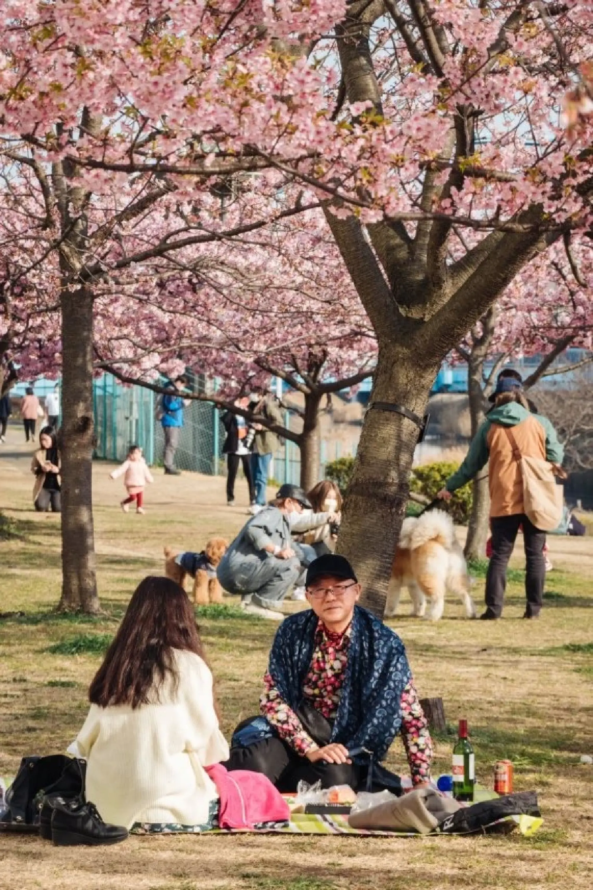 People relax under cherry blossoms near the Kyunaka River in Tokyo, Japan, on March 9, 2022. (Xinhua/Zhang Xiaoyu)