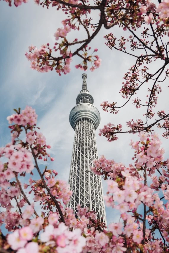 Photo taken on March 9, 2022, shows cherry blossoms near the Tokyo Skytree in Tokyo, Japan. (Xinhua/Zhang Xiaoyu)