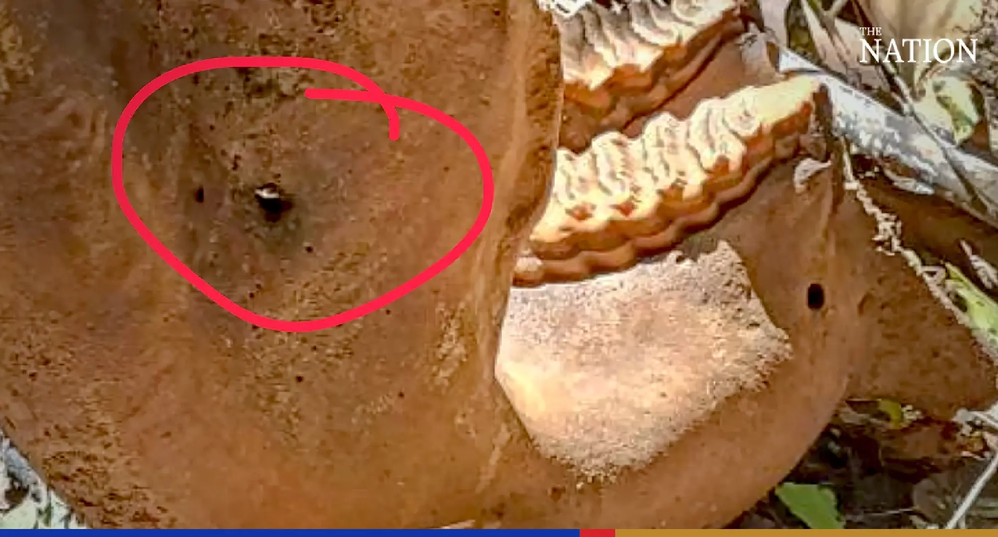 Wild elephant slain for tusks in Yala forest reserve