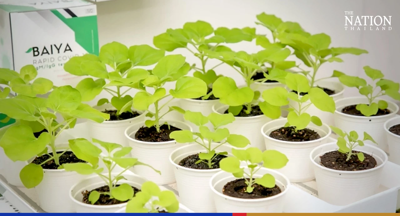 Baiya Phytopharm’s Covid-19 vaccine ready for human trials