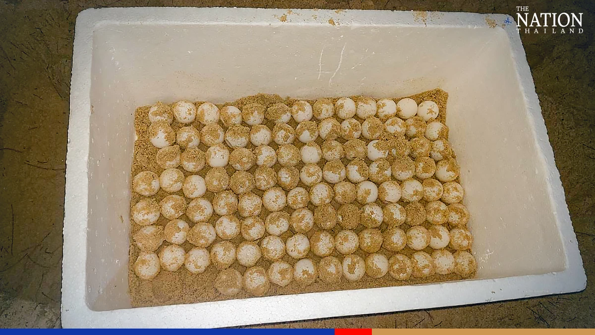 Phang Nga welcomes green sea turtle eggs for 4th time this year