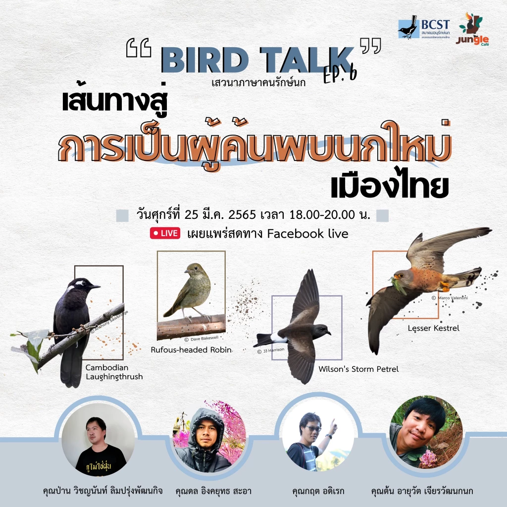 The secret lives of Thai migratory birds – and how to spot them