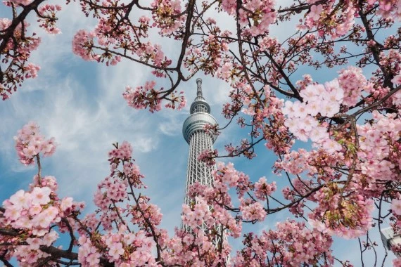 Photo taken on March 9, 2022, shows cherry blossoms near the Tokyo Skytree in Tokyo, Japan. (Xinhua/Zhang Xiaoyu)