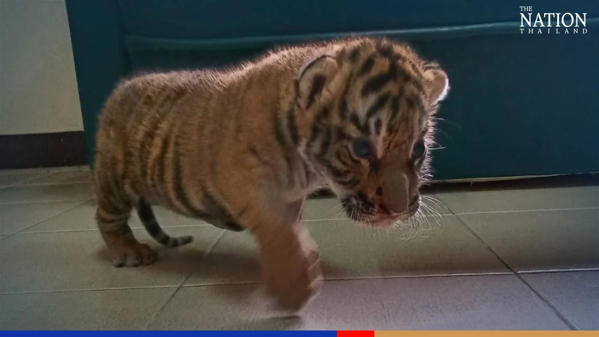 ‘A cold but no fever’: Tiger cub seized from smugglers recovering well