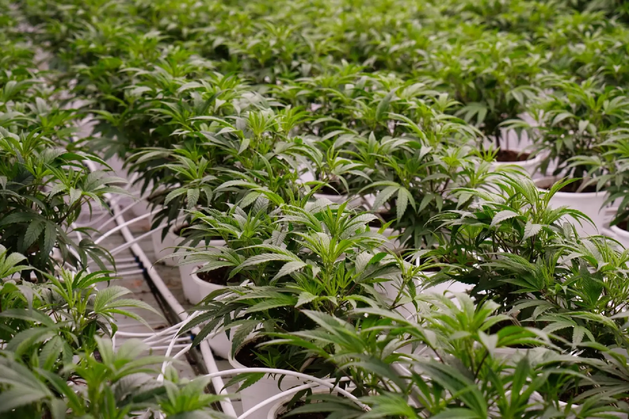 Heirs of the Phornprapha and Praneenij Family InvestTHB120M