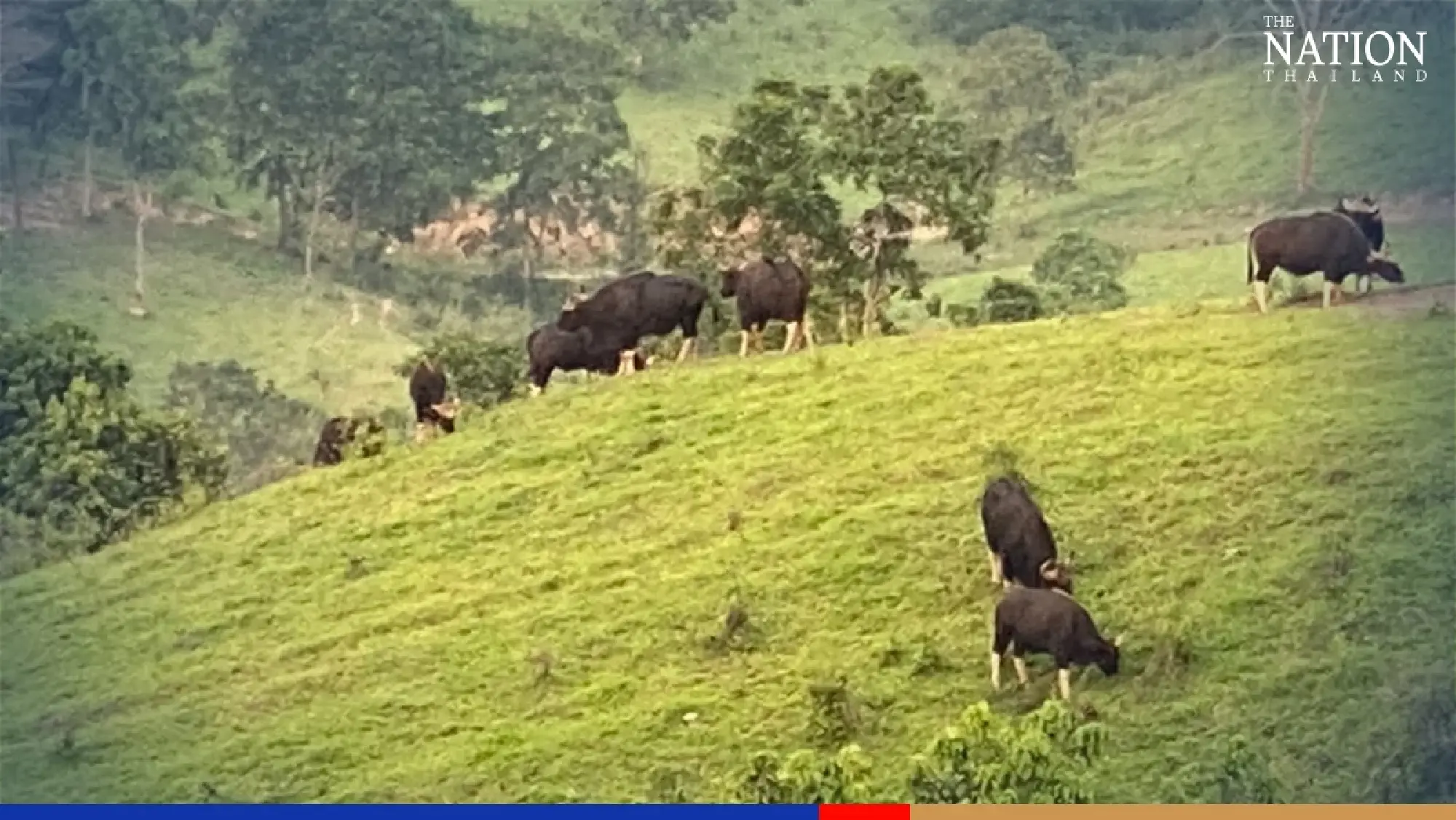 Street art and wild oxen attract tourists to Wang Nam Khiao