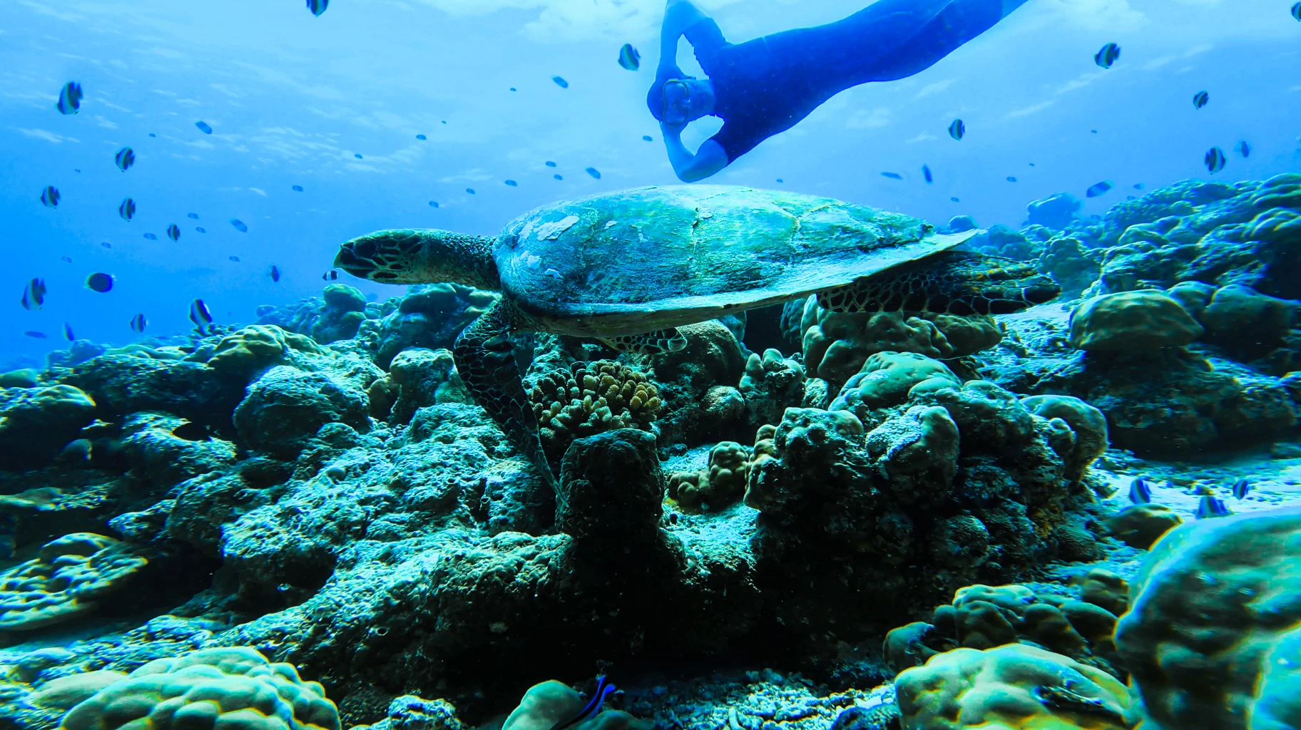 Go deep blue, meet majestic manta rays at The Standard, Huruvalhi Maldives
